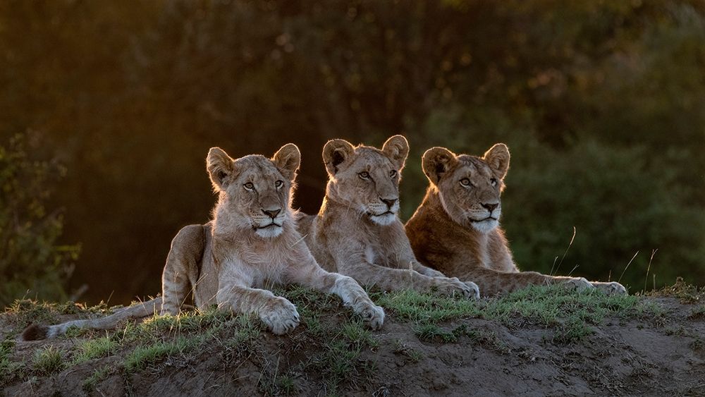 Africa-Kenya-Maasai Mara National Reserve Three resting lions  art print by Jaynes Gallery for $57.95 CAD